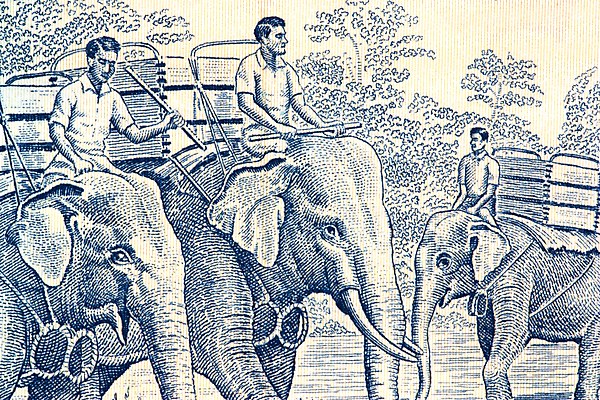 포토 JPG 해외이미지 동물 지폐 돈 코끼리 손잡이 사람없음 쪽지 닫기 거인 해외202004 해외포토 포유류 모션 재산 파일형식 이미지허브