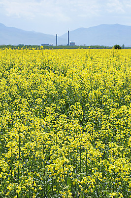 포토 JPG 해외이미지 식물 구름 꽃 밭 농업 공장 자연 하늘 풍경 사람없음 가로 초록색 여름 파란색 농작물 농장 농경지 노란색 봄 수확 벚꽃 농촌 시골 개화 땅 유기농 조경 내추럴 밭일 생태학 수평선 세련 해외202004 해외포토 자연요소 웰빙 계절 교육 산업 컬러 공업 생태계 파일형식 이미지허브