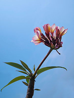 포토 JPG 해외이미지 나무 식물 꽃잎 꽃 분홍색 백그라운드 잎 자연 벽지 하늘 추상 휴식 사람없음 야외 장식 빨간색 초록색 파란색 노란색 우주 정원 봄 벚꽃 흰색 나뭇가지 신선 화려 개화 우아함 다발 향기 아로마 내추럴 이국적 해외202004 해외포토 계절 컬러 컨셉 무늬 생태계 냄새 파일형식 이미지허브