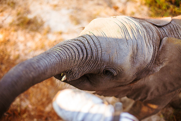 포토 JPG 해외이미지 동물 1 공원 야생동물 포유류 아프리카 자연 코끼리 사람없음 옆모습 힘 회색 게임 아기 대접 잡기 황무지 닫기 위험 큼 먹이 먹기 사파리 싱글 귀 땅콩 멸종 남쪽 내추럴 무료 전국 힘찬 해외202004 해외포토 공공시설 나라 뷰포인트 컬러 컨셉 모션 놀이 사람 신체부위 견과류 크기 방향 생태계 파일형식 이미지허브