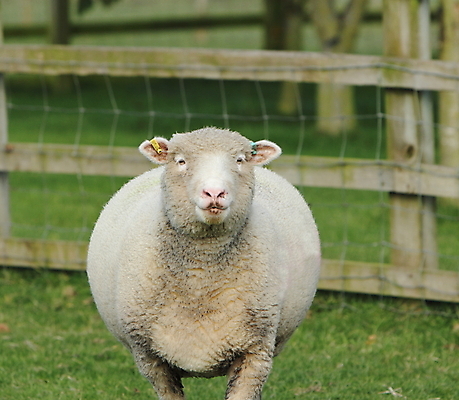 포토 JPG 해외이미지 동물 여자 야생동물 포유류 자연 사람없음 농장 가축 양 주식 양모 해외202004 해외포토 농업 사람 금융 직물 생태계 파일형식 이미지허브
