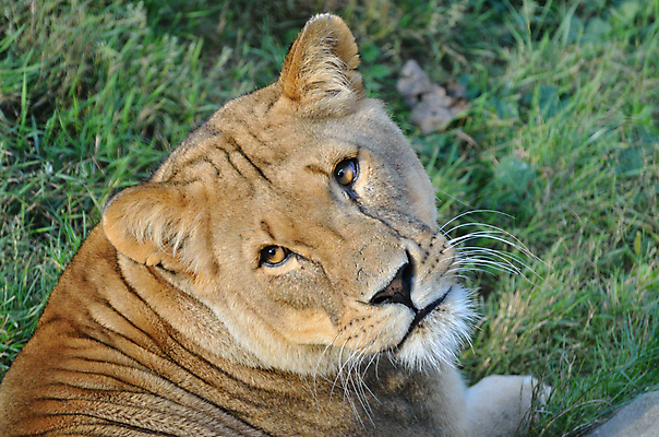 포토 JPG 해외이미지 동물 응시 얼굴 야생동물 포유류 아프리카 자연 수염 동물원 사람없음 야외 햇빛 머리 카메라 환경 고양이 힘 코트 황무지 닫기 사자 큼 무서움 사파리 시력 귀 멸종 내추럴 거짓말 암사자 해외202004 해외포토 시선 감정 나라 모션 신체부위 전자제품 반려동물 태양 외투 크기 암컷 생태계 파일형식 이미지허브