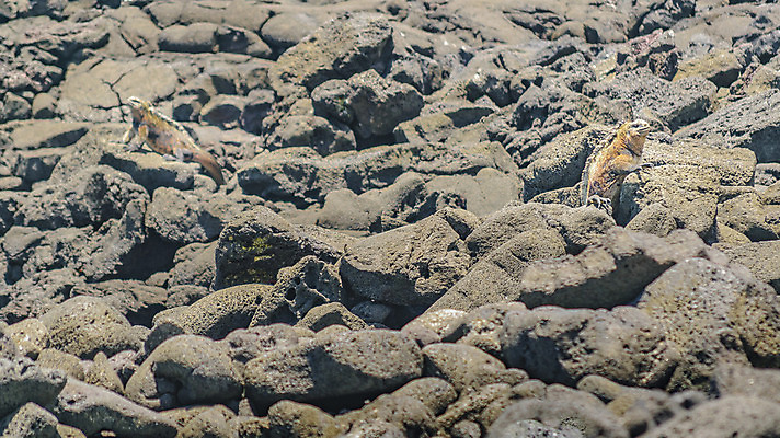 포토 JPG 해외이미지 동물 1 공원 야생동물 바다 섬 파충류 자연 휴식 생물 사람없음 환경 행운 보호 땅 도마뱀 암초 에콰도르 이구아나 갈라파고스 멸종 남쪽 동물상 땅바닥 생태학 이국적 전국 특별함 못생김 해외202004 해외포토 공공시설 교육 컨셉 바닥 조형물 남아메리카 방향 생태계 파일형식 이미지허브