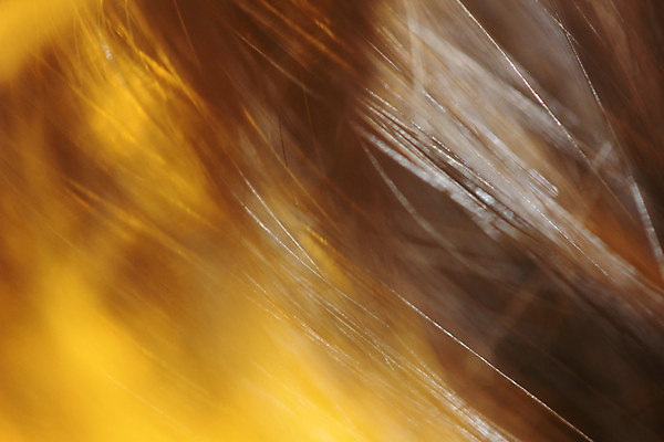 포토 JPG 해외이미지 디자인 백그라운드 오렌지 추상 미술 사람없음 장식 컬러풀 노란색 젖음 흰색 매끈함 질감 색동 강렬 스타일 해외202004 해외포토 컬러 무늬 과일 문화예술 감각 파일형식 이미지허브