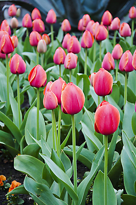 포토 JPG 해외이미지 식물 계절 기념일 꽃잎 꽃 줄기 분홍색 백그라운드 꽃무늬 밭 농업 자연 휴가 부활절 사람없음 야외 빨간색 초록색 컬러풀 햇빛 농장 노란색 환경 정원 보라색 봄 튤립 성장 벚꽃 흰색 시골 원예 데이지 장면 지역 내추럴 블러 해외202004 해외포토 산업 컬러 무늬 이벤트 취미 태양 생태계 파일형식 이미지허브