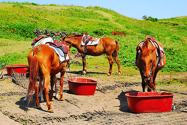포토 JPG 해외이미지 동물 음식 스포츠 여행 컨셉 밭 포유류 자국 하늘 추상 휴가 휴식 한국 풍경 사람없음 야외 파란색 모래사장 갈색 평화 환경 침묵 고요 탐험 승차 먹이 학대 심볼 선로 해외202004 해외포토 아시아 바다 컬러 무늬 농업 모션 소리 사회이슈 파일형식 이미지허브