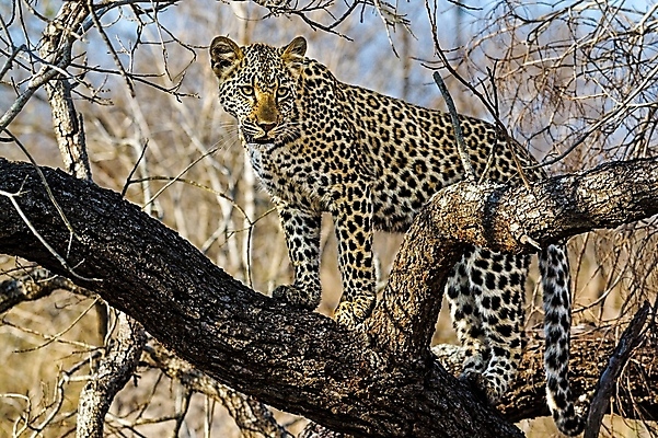 포토 JPG 해외이미지 나무 동물 응시 공원 얼굴 야생동물 스포츠 여행 포유류 아프리카 자연 수염 국립공원 사람없음 여행객 환경 고양이 나뭇가지 관찰 점 기다림 큼 검색 육식동물 표범 랜드마크 사바나 탄자니아 평야 해외202004 해외포토 멸종위기종 식물 시선 공공시설 나라 모션 사람 신체부위 반려동물 크기 생태계 파일형식 이미지허브