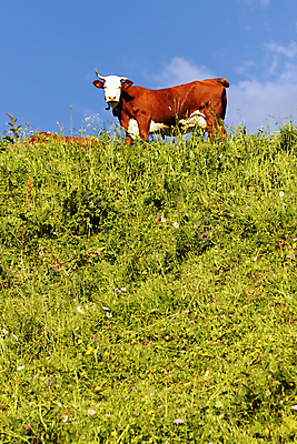 포토 JPG 해외이미지 구름 유럽 밭 농업 자연 하늘 산 풍경 사람없음 초록색 농장 환경 봄 목장 등산 하이킹 프랑스 소 군중 먹기 언덕 알프스 밭일 생태학 절정 해외202004 해외포토 자연요소 계절 교육 나라 산업 컬러 포유류 모션 레저 사람 트래킹 생태계 파일형식 이미지허브