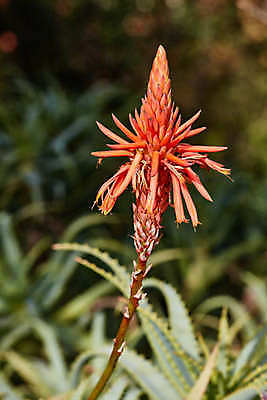 포토 JPG 해외이미지 식물 1 꽃 백그라운드 잎 오렌지 아프리카 자연 사람없음 빨간색 여름 정원 봄 사막 성장 닫기 약초 큼 피부 싱글 태평양 남쪽 내추럴 감탄 돌봄 루트 알로에 이스라엘 많음 추가 해외202004 해외포토 계절 나라 바다 컬러 컨셉 과일 모션 신체부위 풀_식물 크기 방향 생태계 서아시아 파일형식 이미지허브