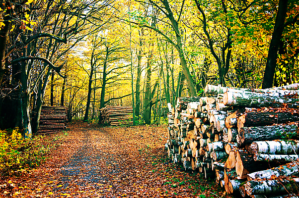 포토 JPG 해외이미지 나무 계절 공원 길 호수 잎 의자 오렌지 자연 휴식 새로움 따뜻함 앉기 풍경 사람없음 야외 목재 빨간색 초록색 반사 갈색 노란색 평화 걷기 정원 자유 가을 나뭇가지 도시 황금 숲 11월 땅 싱글 장면 공상 일반 10월 내추럴 땅바닥 해외202004 해외포토 식물 공공시설 컬러 가구 컨셉 과일 재료 모션 바닥 날짜 생태계 파일형식 이미지허브