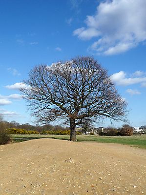 포토 JPG 해외이미지 나무 식물 구름 공원 자연 하늘 사람없음 야외 파란색 나뭇가지 시골 분위기 숲 내추럴 벌거벗은 해외202004 해외포토 자연요소 공공시설 컬러 컨셉 생태계 파일형식 이미지허브