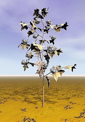 포토 JPG 해외이미지 식물 1 꽃 산업 문화 줄기 백그라운드 밭 농업 일러스트 공 자연 하늘 사람없음 야외 그래픽 농작물 농장 갈색 3D 환경 디지털 수확 성장 흰색 나뭇가지 시골 직물 면 땅 순수 유기농 날것 만들기 부드러움 섬유 솜털 내추럴 땅바닥 숙성 세련 해외202004 해외포토 나무 웰빙 컬러 컨셉 모션 바닥 감각 디지털합성 생태계 파일형식 이미지허브