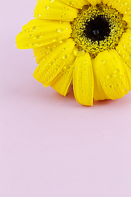 포토 JPG 해외이미지 꽃잎 꽃 해바라기 부활절 사람없음 세로 여름 노란색 봄 물방울 신선 생일 데이지 내추럴 카피스페이스 해외202004 해외포토 식물 계절 기념일 컬러 공백 파일형식 이미지허브