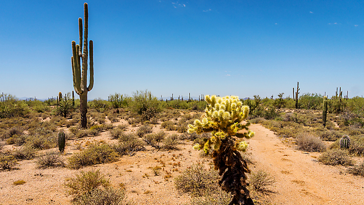 포토 JPG 해외이미지 식물 자연 하늘 선인장 건조 풍경 사람없음 야외 노란색 미국 사막 붓 뜨거움 가시 황무지 위험 척추 생태계 애리조나 봉황 해외202004 해외포토 컬러 컨셉 북아메리카 뼈 파일형식 이미지허브