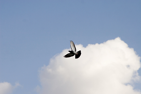 포토 JPG 해외이미지 동물 구름 1 손 야생동물 결혼 백그라운드 날개 자연 조류 하늘 발렌타인데이 사랑 사람없음 야외 파란색 평화 희망 활발 기쁨 자유 흰색 그룹 영혼 우아함 심볼 순수 깃털 비둘기 꼬리 장면 단아함 무료 신앙심 천진난만 완전 해외202004 해외포토 자연요소 감정 컬러 컨셉 데이이벤트 이벤트 신체부위 생태계 파일형식 이미지허브
