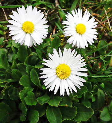 포토 JPG 해외이미지 식물 계절 꽃잎 꽃 로우앵글 줄기 자연 하늘 아침 새로움 사람없음 야외 여름 파란색 빛 한개 햇빛 노란색 어둠 희망 봄 들꽃 성장 흰색 신선 비교 아래 시작 데이지 고립 영원 카피스페이스 해외202004 해외포토 주간 1 감정 뷰포인트 컬러 컨셉 태양 공백 방향 생태계 위치 파일형식 이미지허브