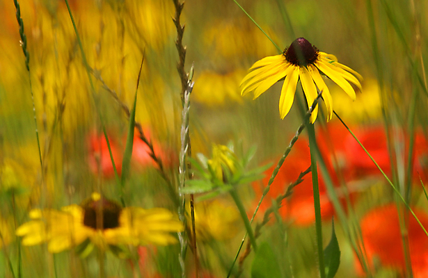 포토 JPG 해외이미지 식물 꽃잎 꽃 백그라운드 잎 꽃무늬 밭 자연 벽지 사람없음 초록색 여름 컬러풀 노란색 정원 검은색 봄 성장 벚꽃 침대 신선 뜨거움 센터 황금 데이지 양귀비 내추럴 해외202004 해외포토 계절 컬러 가구 무늬 농업 생태계 파일형식 이미지허브