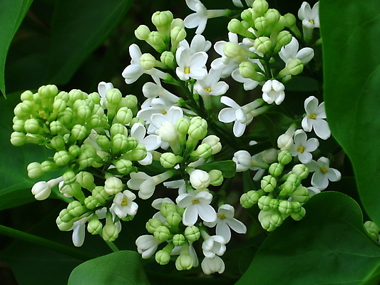 포토 JPG 해외이미지 식물 계절 공원 꽃잎 꽃 잎 자연 사람없음 야외 초록색 봄 벚꽃 흰색 라일락 해외202004 해외포토 공공시설 컬러 생태계 파일형식 이미지허브