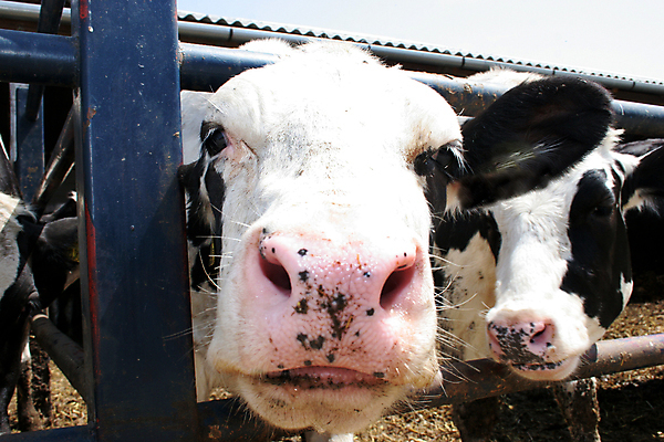 포토 JPG 해외이미지 동물 응시 얼굴 뿔 사람없음 농장 머리 검은색 우유 흰색 시골 소 호기심 코 귀 노려봄 목가 해외202004 해외포토 시선 감정 컬러 컨셉 농업 포유류 유제품 표정 신체부위 파일형식 이미지허브