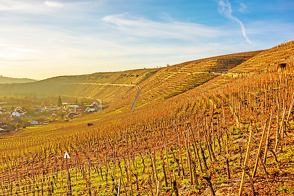 포토 JPG 해외이미지 나무 식물 구름 계절 여행 밭 농업 과일 자연 하늘 포도 아침 독일 풍경 사람없음 야외 초록색 여름 빛 태양 농장 일출 와인 계곡 일몰 봄 수확 성장 가을 시골 신선 포도밭 포도나무 양조장 해외202004 해외포토 주간 자연요소 유럽 산업 컬러 주류 노을 과일나무 생태계 파일형식 이미지허브