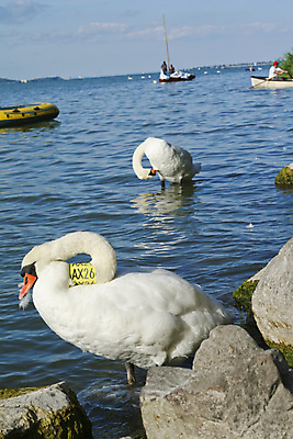 포토 JPG 해외이미지 식물 동물 호수 오렌지 자연 조류 하늘 사람없음 야외 물 파란색 검은색 흰색 시력 백조 암초 헝가리 동물상 해외202004 해외포토 자연요소 컬러 과일 조형물 생태계 동유럽 파일형식 이미지허브