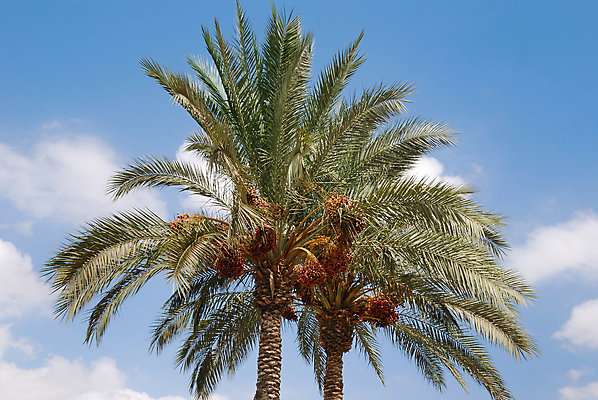 포토 JPG 해외이미지 나무 식물 구름 계절 백그라운드 잎 자연 하늘 바람 날씨 휴식 손바닥 사람없음 야외 초록색 여름 파란색 햇빛 침묵 활발 흰색 나뭇가지 뜨거움 남쪽 해외202004 해외포토 자연요소 손 컬러 컨셉 태양 소리 방향 생태계 파일형식 이미지허브