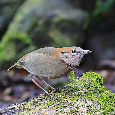포토 JPG 해외이미지 동물 공원 아시아 야생동물 태국 자연 조류 왕관 사람없음 초록색 갈색 숲 부식 상록수 경보 전국 해외202004 해외포토 공공시설 나라 컬러 생태계 파일형식 이미지허브