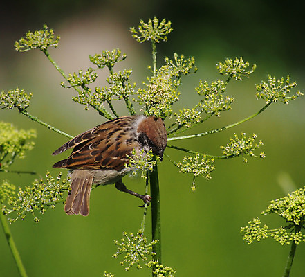 포토 JPG 해외이미지 나무 동물 야생동물 날개 자연 조류 휴식 사람없음 야외 햇빛 갈색 머리 정원 봄 나뭇가지 관찰 막대기 작음 깃털 꼬리 부리 참새 동물상 해외202004 해외포토 식물 계절 컬러 컨셉 모션 신체부위 태양 조형물 크기 생태계 파일형식 이미지허브