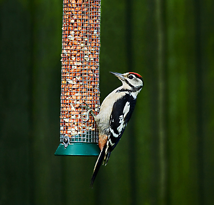 포토 JPG 해외이미지 야생동물 청소년 자연 조류 잉글랜드 사람없음 빨간색 여름 머리 검은색 흰색 시골 아기 점 큼 깃털 땅콩 7월 캡모자 서식스 해외202004 해외포토 동물 모자_잡화 계절 컬러 영국 사람 신체부위 견과류 날짜 크기 생태계 파일형식 이미지허브