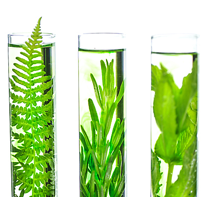 포토 JPG 해외이미지 식물 꽃 음식 농업 유리 미래 실내 사람없음 프랑스 성장 투명 실험실 닫기 민트 시험관 생물학 일렬 라벤더 로즈메리 발견 진행 모종 양치류 해외202004 해외포토 교육 유럽 산업 컨셉 모션 재질 실험기구 실험 내부 허브 파일형식 이미지허브