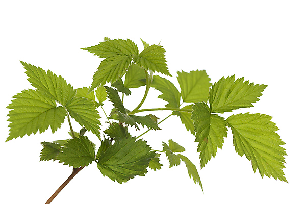 포토 JPG 해외이미지 식물 줄기 잎 자연 사람없음 초록색 나뭇가지 흰배경 산딸기 해외202004 해외포토 나무 컬러 백그라운드 과일 흰색 생태계 파일형식 이미지허브