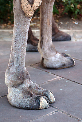 포토 JPG 해외이미지 동물 여행 포유류 교통시설 발 거리 사람없음 반려동물 갈색 마을 축제 사막 조약돌 도시 중세 닫기 포르투갈 낙타 발가락 동쪽 공평 아랍어 양발 해외202004 해외포토 유럽 컬러 교통 모션 신체부위 돌_바위 역사 방향 시설 파일형식 이미지허브