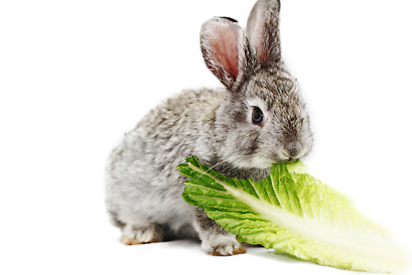 포토 JPG 해외이미지 동물 응시 포유류 털 서기 사람없음 반려동물 샐러드 회색 흰색 토끼 달콤 작음 먹기 귀 솜털 고립 밭일 해외202004 해외포토 시선 음식 컬러 모션 신체부위 맛 크기 파일형식 이미지허브