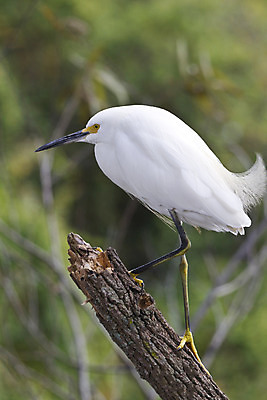 포토 JPG 해외이미지 나무 동물 야생동물 여행 백그라운드 날개 발 자연 조류 낚시 사람없음 야외 초록색 노란색 환경 검은색 흰색 나뭇가지 관찰 우아함 습지 순수 깃털 계산서 내추럴 플로리다 해외202004 해외포토 식물 컬러 컨셉 모션 레저 신체부위 미국 생태계 파일형식 이미지허브