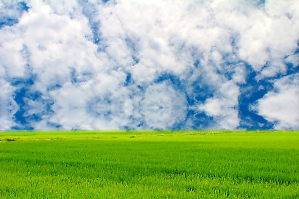 포토 JPG 해외이미지 구름 음식 백그라운드 잎 농업 자연 하늘 밥 날씨 씨앗 사람없음 여름 파란색 빛 농작물 햇빛 농장 노란색 우주 환경 맑음 흰색 낟알 시리얼 가득함 천국 솜털 논밭 숙성 해외202004 해외포토 자연요소 식물 계절 산업 컬러 밭 논 태양 생태계 파일형식 이미지허브