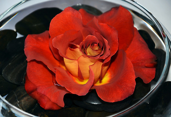 포토 JPG 해외이미지 식물 꽃잎 꽃 꽃무늬 사랑 사람없음 장식 빨간색 장미 벚꽃 개화 향기 해외202004 해외포토 감정 컬러 무늬 냄새 파일형식 이미지허브