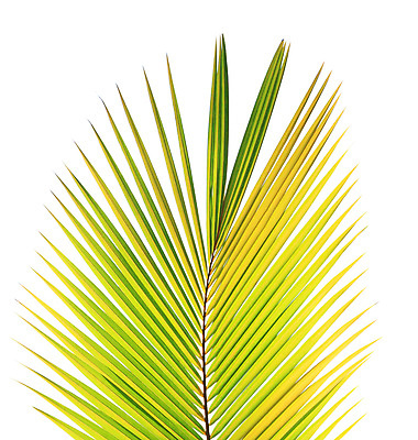 포토 JPG 해외이미지 나무 백그라운드 잎 손바닥 사람없음 초록색 나뭇가지 싱글 코코넛 고립 해외202004 해외포토 식물 손 컬러 과일 파일형식 이미지허브