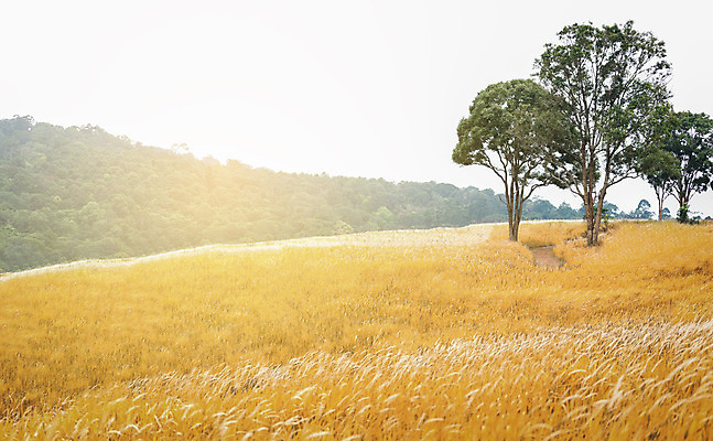 포토 JPG 해외이미지 나무 공원 꽃 밭 오렌지 모션 자연 하늘 바람 산 바닥 건조 따뜻함 숙이기 풍경 경사 사람없음 야외 목재 초록색 여름 햇빛 태양 노란색 일출 환경 일몰 산책 가을 흰색 개화 숲 땅 언덕 방법 타격 해외202004 해외포토 자연요소 식물 계절 공공시설 컬러 포즈 농업 과일 재료 날씨 휴식 노을 생태계 파일형식 이미지허브