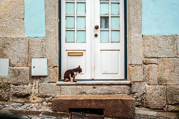 포토 JPG 해외이미지 동물 라이프스타일 유럽 여행 건축양식 휴가 풍경 사람없음 문 고양이 포르투갈 엽서 해외202004 해외포토 건축 나라 포유류 생활 반려동물 편지 파일형식 이미지허브