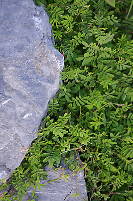 포토 JPG 해외이미지 백그라운드 꽃무늬 패턴 자연 벽지 표면 날씨 추상 벽돌 거리 사람없음 야외 초록색 조약돌 질감 내추럴 땅바닥 해외202004 해외포토 꽃 컬러 무늬 바닥 돌_바위 생태계 파일형식 이미지허브