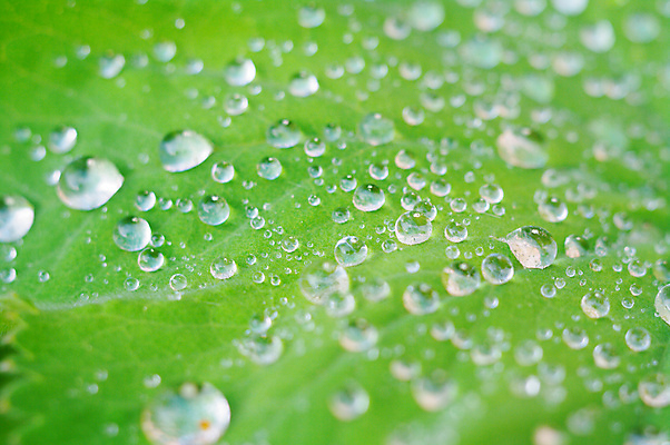 포토 JPG 해외이미지 나무 식물 디자인 공원 백그라운드 잎 꽃무늬 패턴 자연 추상 건강 사람없음 야외 초록색 물 빛 환경 정원 봄 활발 성장 나뭇가지 신선 떨어짐 숲 유기농 질감 내추럴 효과 해외202004 해외포토 자연요소 웰빙 계절 공공시설 꽃 컬러 컨셉 무늬 생태계 파일형식 이미지허브