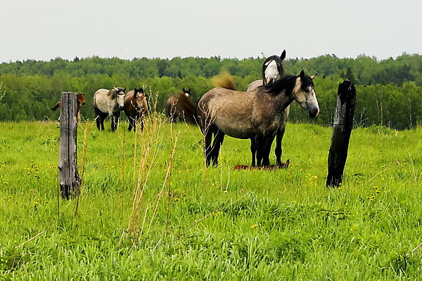 포토 JPG 해외이미지 동물 계절 길 백그라운드 꽃무늬 밭 농업 포유류 자연 아침 조명 산 풍경 사람없음 야외 초록색 여름 빛 컬러풀 농장 마을 환경 봄 안개 가을 시골 신선 숲 땅 언덕 전나무 내추럴 산악지대 웅장함 해외202004 해외포토 주간 나무 꽃 산업 컬러 무늬 날씨 생태계 파일형식 이미지허브
