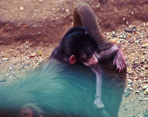 포토 JPG 해외이미지 동물 공원 야생동물 여행 백그라운드 장난 포유류 가족 아프리카 자연 휴가 생물 털 동물원 이집트 미술 풍경 사람없음 검은색 기쁨 원숭이 아기 황무지 숲 사파리 꼬리 서식지 유인원 고립 에티오피아 탄자니아 해외202004 해외포토 공공시설 감정 나라 컬러 관계 문화예술 사람 생태계 파일형식 이미지허브