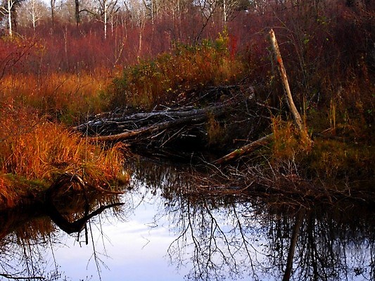 포토 JPG 해외이미지 식물 지구 자국 자연 잔디 사람없음 야외 목재 초록색 물 강 환경 젖음 가을 나뭇가지 신선 잡초 황무지 보호 습지 숲 댐 통나무 내추럴 비버 옛날 해외202004 해외포토 자연요소 나무 계절 공공시설 컬러 컨셉 재료 생태계 파일형식 이미지허브