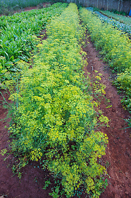 포토 JPG 해외이미지 밭 농업 태국 동양인 사람없음 초록색 수확 성장 상추 해외202004 해외포토 산업 아시아 컬러 채소 인종 파일형식 이미지허브