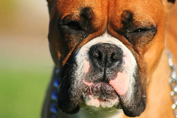 포토 JPG 해외이미지 동물 공원 남자 자연 경비 사람없음 야외 파란색 반려동물 갈색 쌓기 검은색 시골 개 강아지 보호 숲 경계 보안 위치 해외202004 해외포토 공공시설 컬러 컨셉 포유류 모션 안전 사람 생태계 파일형식 이미지허브