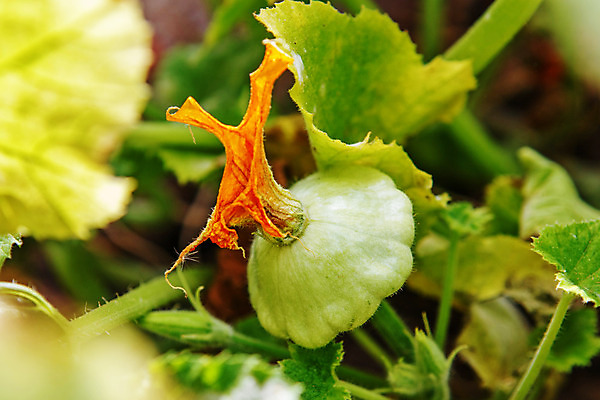 포토 JPG 해외이미지 식물 꽃 음식 줄기 꽃무늬 농업 채소 과일 부분 자연 호박 건강 사람없음 초록색 노란색 환경 정원 성장 신선 작음 유기농 원예 스쿼시 내추럴 모종 밭일 해외202004 해외포토 웰빙 산업 스포츠 컬러 무늬 취미 구기 크기 생태계 파일형식 이미지허브
