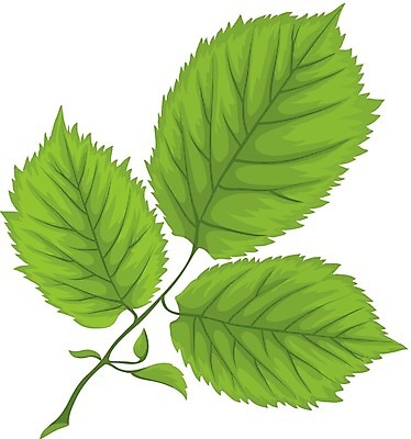 EPS 해외이미지 식물 1 백그라운드 잎 꽃무늬 일러스트 자연 초록색 환경 흰색 나뭇가지 신선 자르기 오브젝트 유기농 생물학 내추럴 개암나무 고립 생태학 채식주의자 개암 그리너리 해외202004 해외일러스트 나무 웰빙 교육 열매 꽃 컬러 무늬 모션 생태계 채식 파일형식 벡터 트랜드컬러 이미지허브