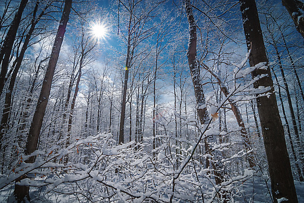 포토 JPG 해외이미지 나무 계절 단풍 캐나다 겨울 자국 자연 지붕 날씨 주택 사람없음 야외 초록색 파란색 얼음 산책로 추위 흰색 신선 황무지 숲 트랙 깊이 판잣집 해외202004 해외포토 자연요소 식물 길 컬러 잎 북아메리카 건물 생태계 파일형식 이미지허브