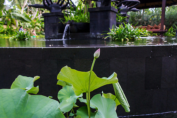 포토 JPG 해외이미지 식물 꽃잎 꽃 분홍색 잎 꽃무늬 자연 사람없음 장식 물 노란색 정원 성장 벚꽃 연못 신선 개화 원예 향기 뿌리 발리 생태학 이국적 취급주의 침몰 세련 해외202004 해외포토 자연요소 교육 컬러 섬 무늬 경고 취미 생태계 냄새 인도네시아 파일형식 이미지허브